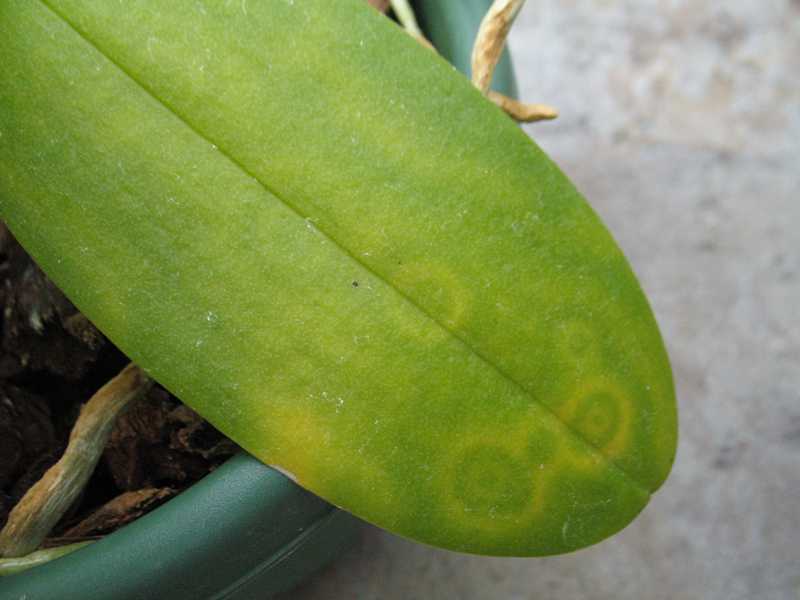 Orchid Ring Plant Orchid Ring Plant